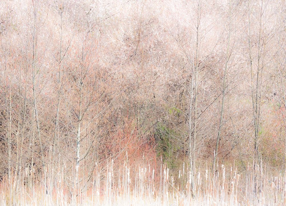 USA-Washington State-Carnation-Pacific Northwest early spring Alder Trees